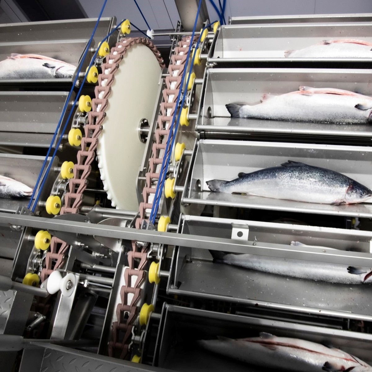 Salmon processing