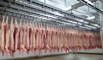 Transportation and cooling of pig carcasses