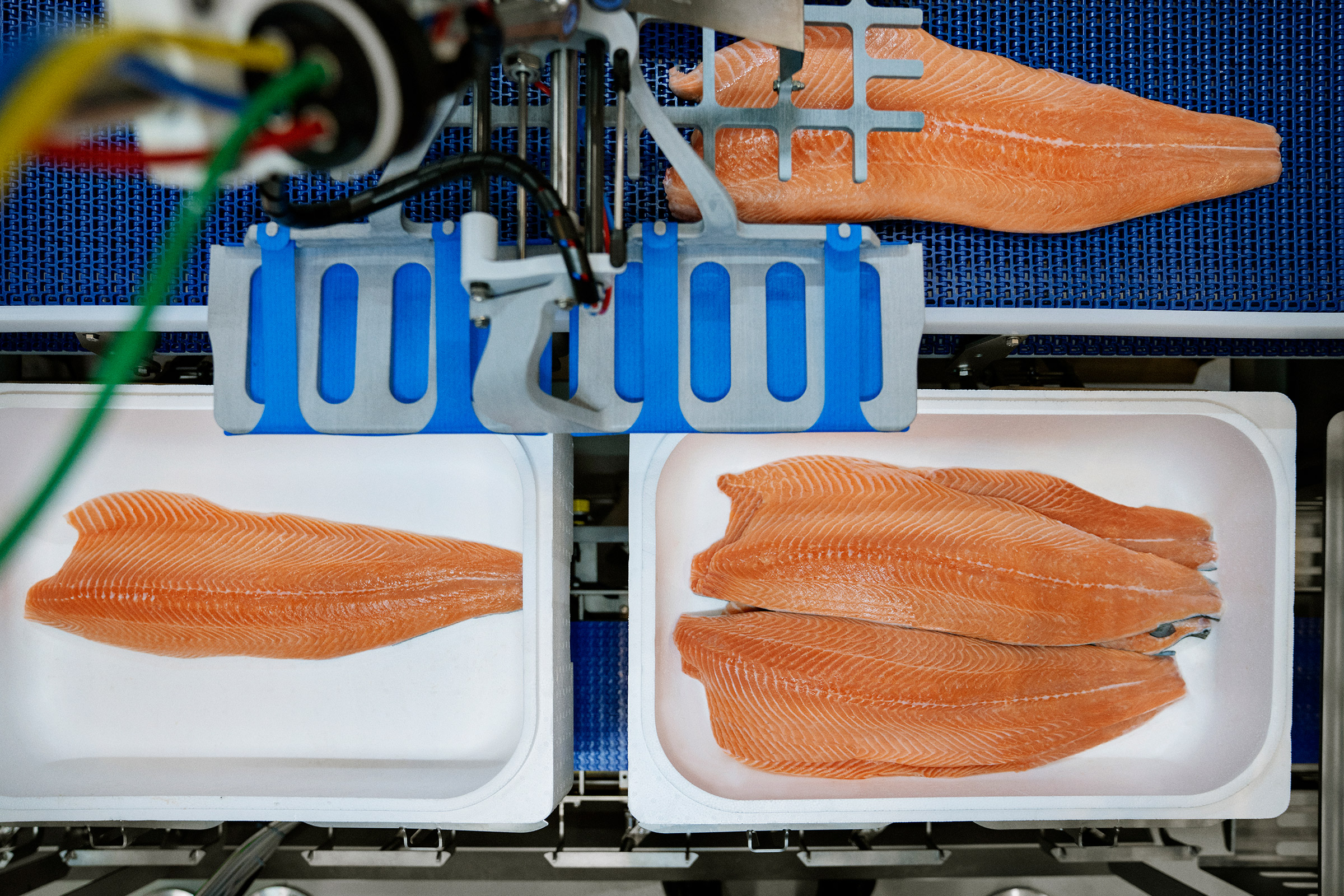 Las 5 principales tendencias que configuran la industria de procesamiento de salmón