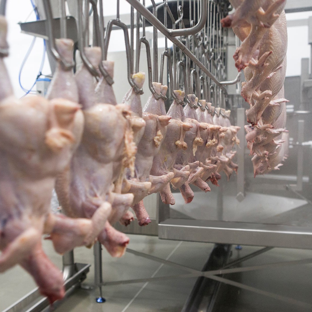 Evisceration and giblet processing | Marel Evisceration and giblet processing | Marel