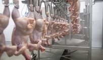 Evisceration and giblet processing