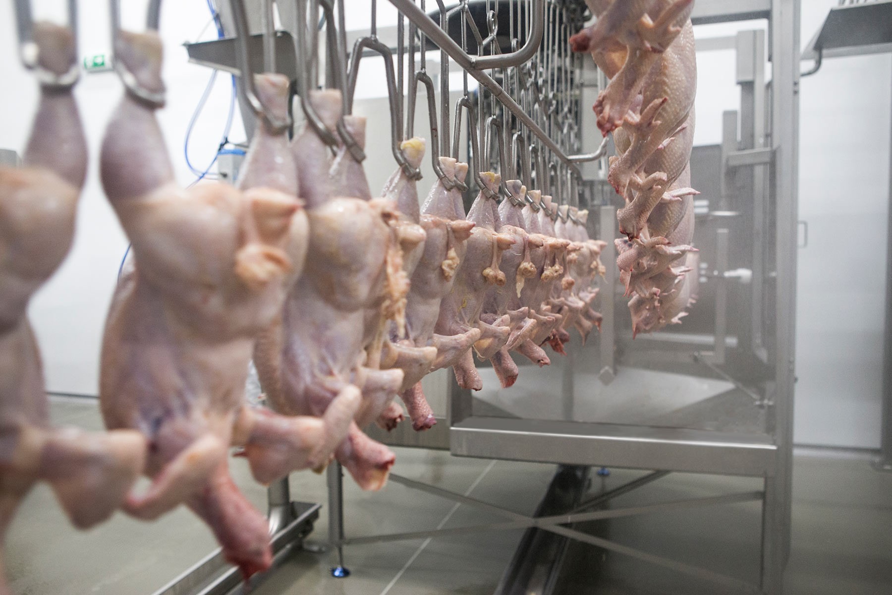 Evisceration and giblet processing